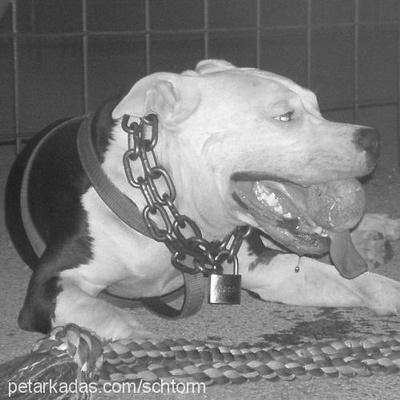 paşa Erkek Amerikan Staffordshire Terrier