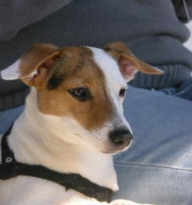 zipkin Dişi Jack Russell Terrier