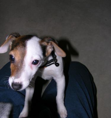 zipkin Dişi Jack Russell Terrier