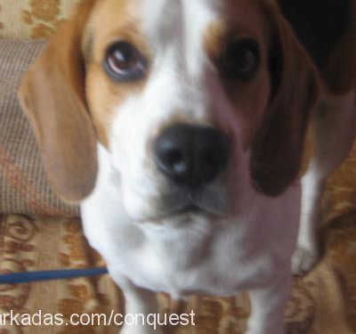 osman Erkek Beagle