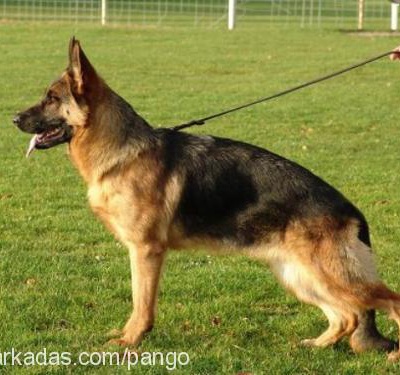 pango Erkek Alman Çoban Köpeği