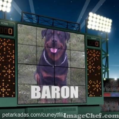baron Erkek Rottweiler