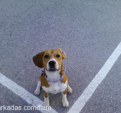 flam Erkek Beagle