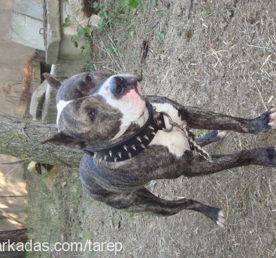 killer Erkek Amerikan Staffordshire Terrier