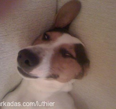 miço Erkek Jack Russell Terrier