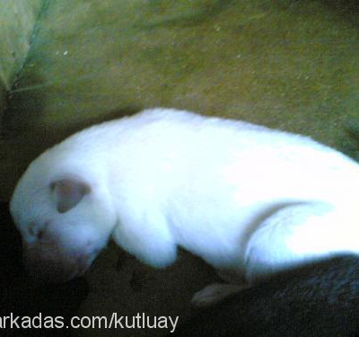 beyaz Erkek Labrador Retriever