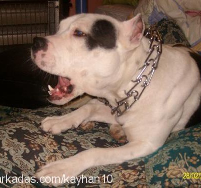 oscár Erkek Amerikan Pitbull Terrier