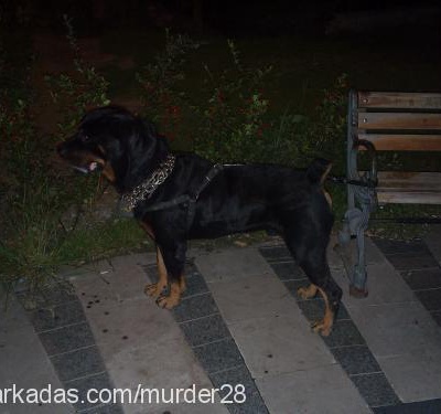 murder28 Erkek Rottweiler