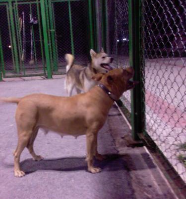 pİtİ Dişi Amerikan Pitbull Terrier