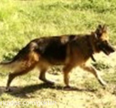 Şila Dişi Alman Çoban Köpeği
