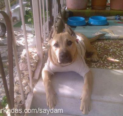 Çakİ Erkek Amerikan Pitbull Terrier
