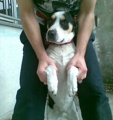 maylo Erkek Beagle