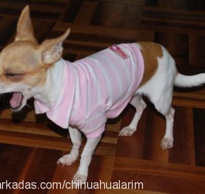 pinky Dişi Chihuahua