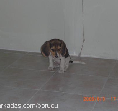 lulu Dişi Beagle
