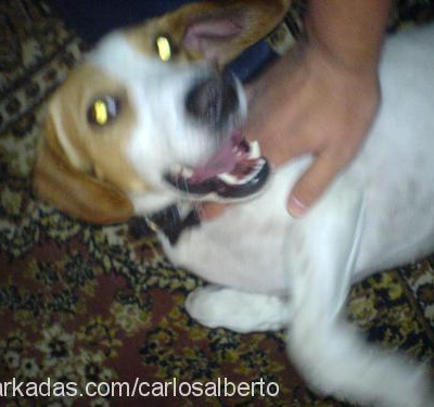 carlos Erkek Jack Russell Terrier