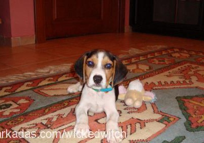 waffle Erkek Beagle