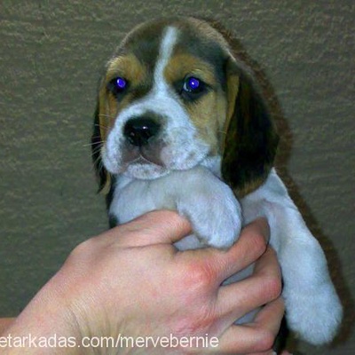 puppy Erkek Beagle