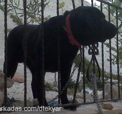 knightreis Erkek Labrador Retriever