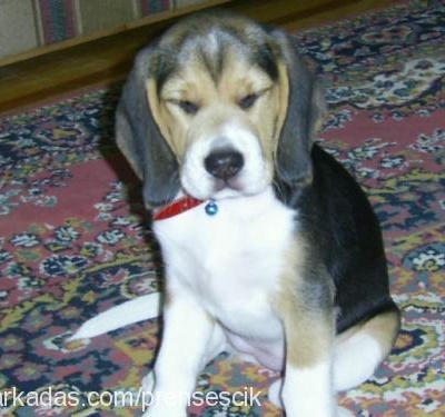 fındık Dişi Beagle