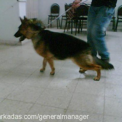sascha Dişi Alman Çoban Köpeği
