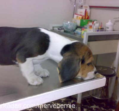 puppy Erkek Beagle