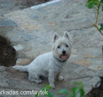 koboltboncuk Erkek West Highland White Terrier