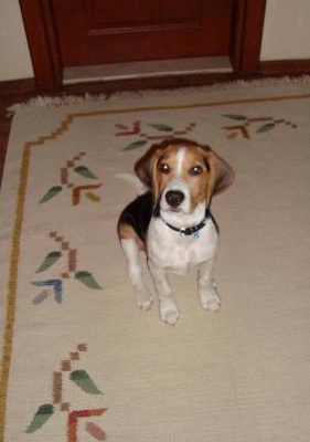 waffle Erkek Beagle