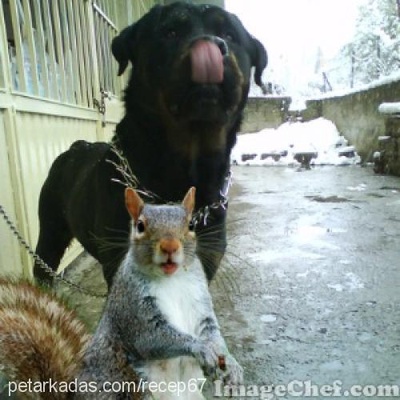pascal Erkek Rottweiler