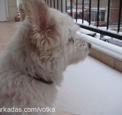 votka Erkek West Highland White Terrier