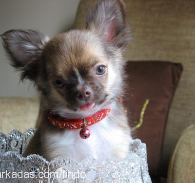 badem Erkek Chihuahua