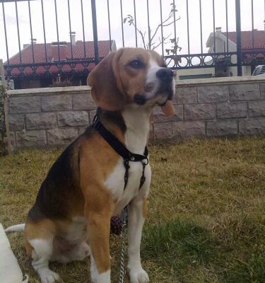rocco Erkek Beagle