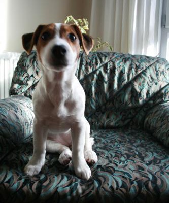 suki Dişi Jack Russell Terrier