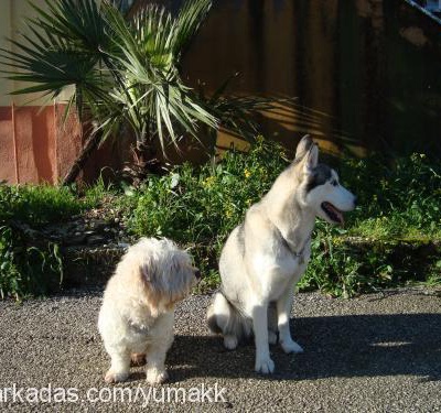 yumak Erkek West Highland White Terrier
