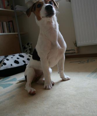 suki Dişi Jack Russell Terrier
