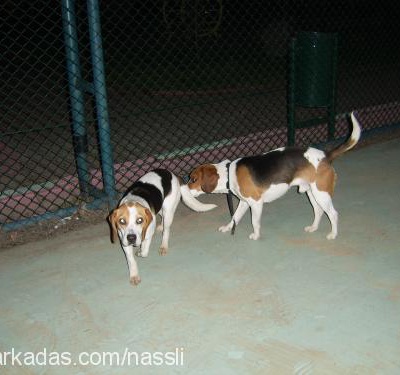 chucky Erkek Beagle