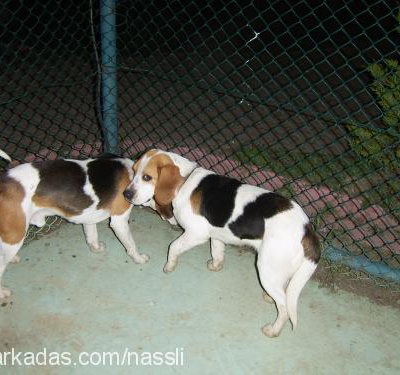 chucky Erkek Beagle