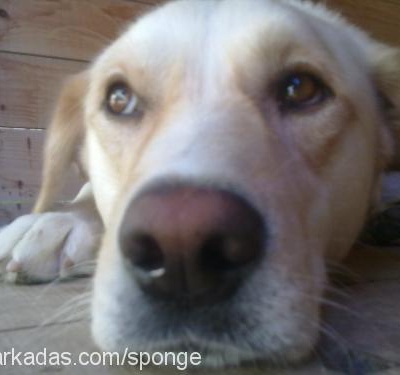 sponge Erkek Labrador Retriever