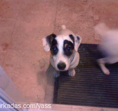 zorro Erkek Jack Russell Terrier