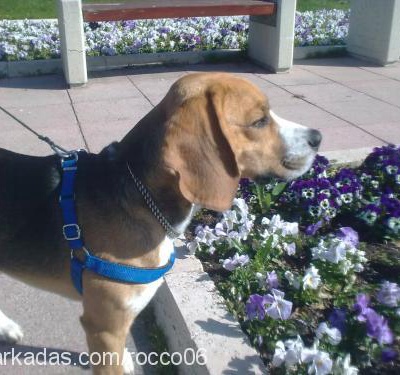 rocco Erkek Beagle