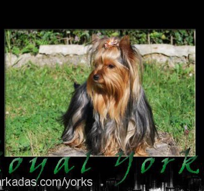 royalyorks Dişi Yorkshire Terrier