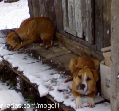 tober Dişi Amerikan Pitbull Terrier