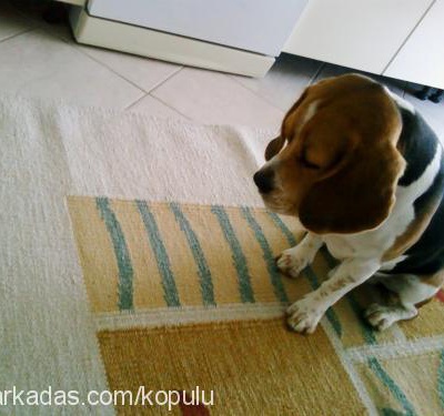 pan Erkek Beagle