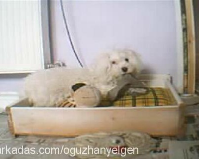 pamuk Dişi West Highland White Terrier