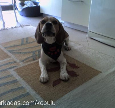 pan Erkek Beagle