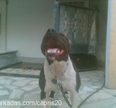 cadı Dişi Amerikan Pitbull Terrier