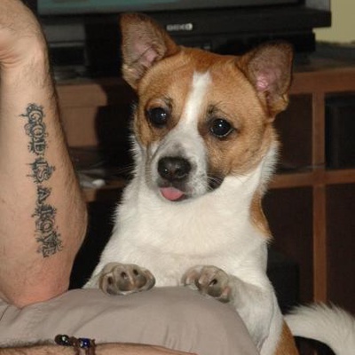 oscar Erkek Jack Russell Terrier
