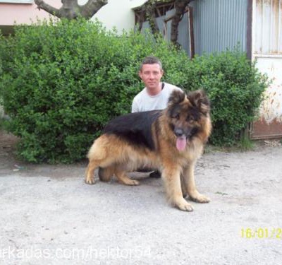 hektor Erkek Alman Çoban Köpeği