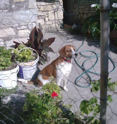 lara Dişi Beagle