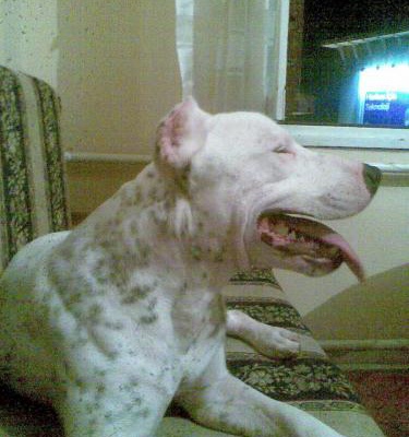 Şat Erkek Amerikan Pitbull Terrier