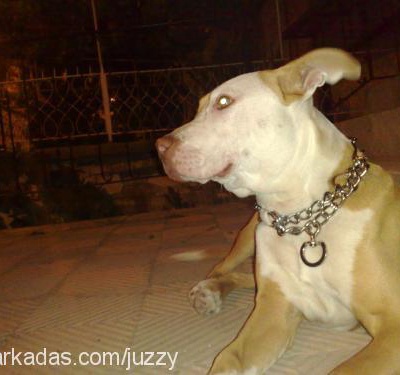 maylo Dişi Amerikan Pitbull Terrier
